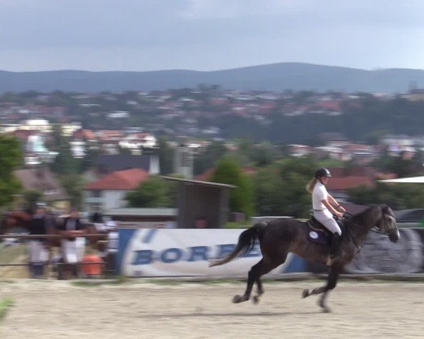 Reitturnier Bad Wildungen 2025