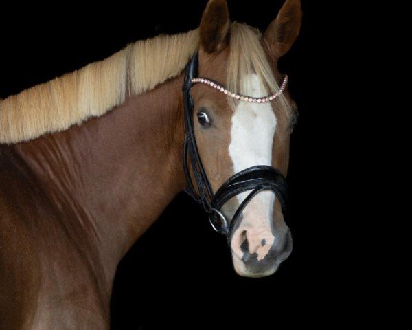 Zuchtstute Herzkönigin FH (Deutsches Reitpony, 2020, von Herzkönig NRW)