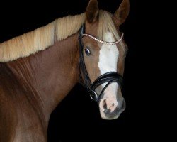 broodmare Herzkönigin FH (German Riding Pony, 2020, from Herzkönig NRW)