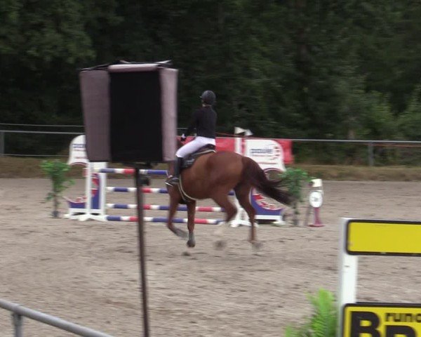 Reitturnier Bad Wildungen 2025