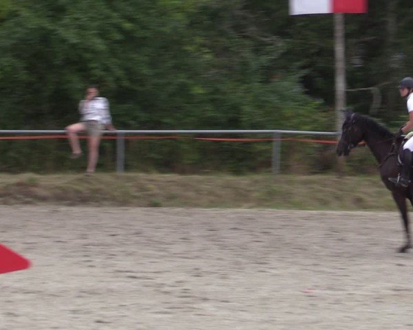 Reitturnier Bad Wildungen 2025