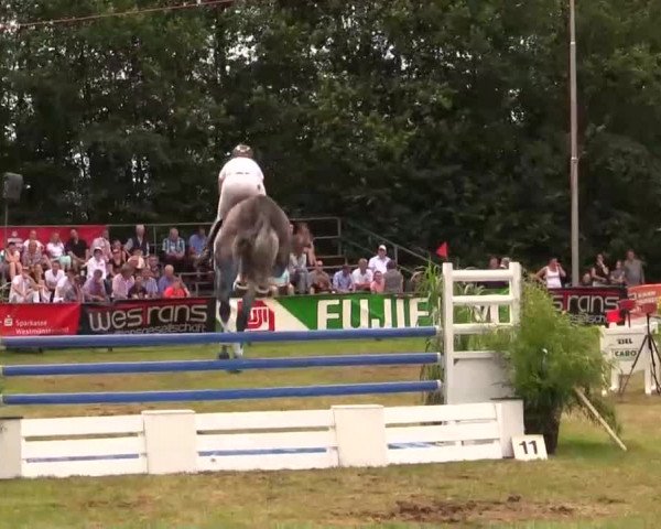 Pfingst - Dressur und Springturnier Borken 2014