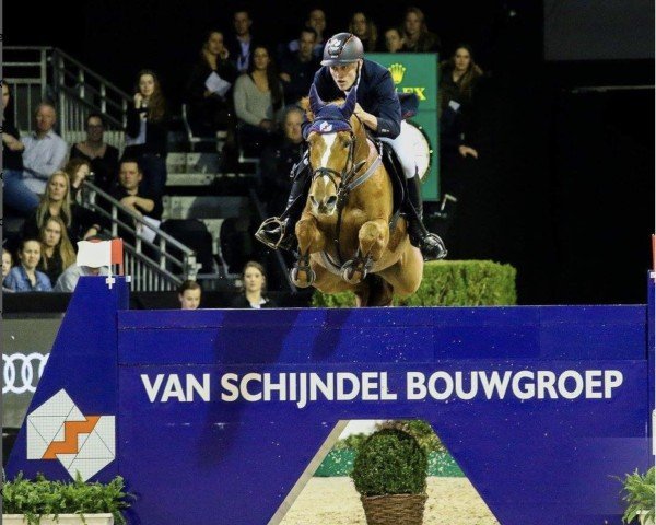 Springpferd van Schijndel's Double Bee (KWPN (Niederländisches Warmblut), 2008, von Lord Z)