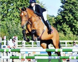 Springpferd Sultanah (Anglo Europäisches Sportpferd, 2010, von Quintus)