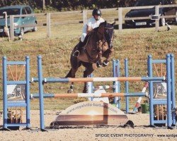 jumper Haifa. O.l. (Belgian Warmblood, 2007, from Dulf van den Bisschop)
