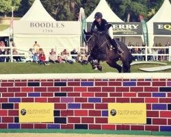 jumper Renkum Rock und Roll (anglo european sporthorse, 2008, from Renkum Off-Centre)