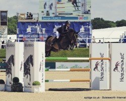 Springpferd Renkum Centre Star (Anglo Europäisches Sportpferd, 2006, von Renkum Off-Centre)