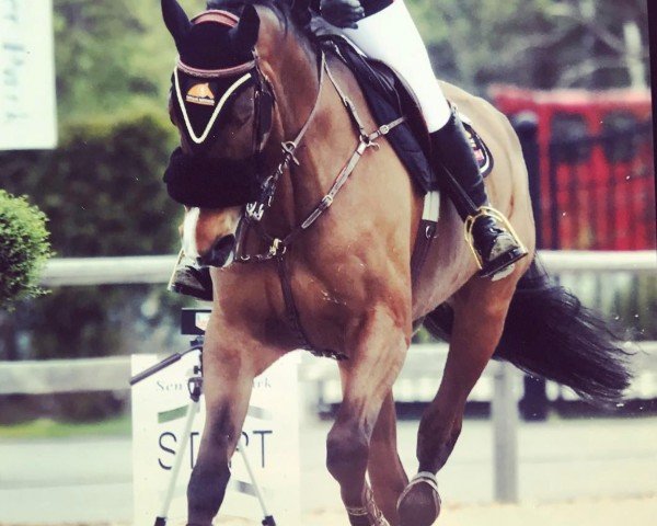 jumper Killagriff Ohio Lou (Irish Sport Horse, 2003, from Ohio)