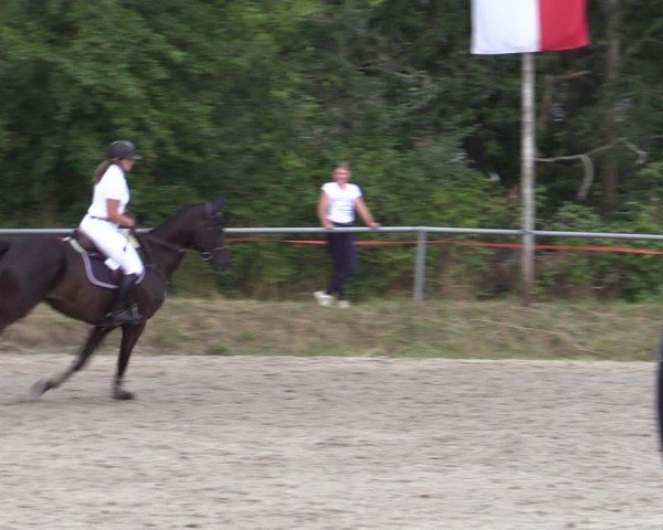 Reitturnier Bad Wildungen 2025