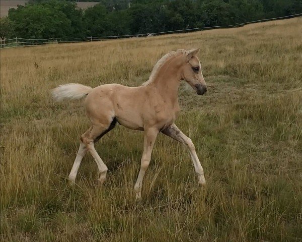 foal by Lillet White Peach (Little German Riding Horse, 2025, from Cadlanvalley Sir Ivanhoe)