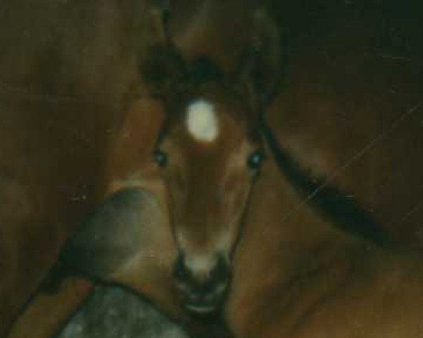 broodmare Veiolette d'Or (Oldenburg, 1989, from Veritas AA)