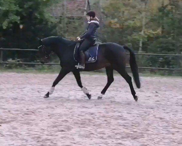horse Quesamore (German Warmblood, 2014, from Que Amor Sb)