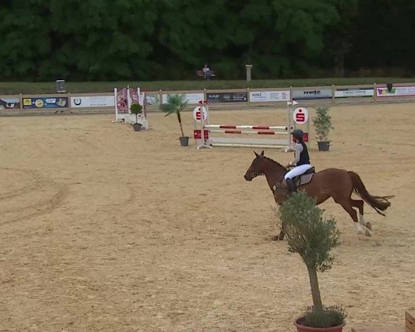 Reitturnier Tiefenhof/Opf. 2025