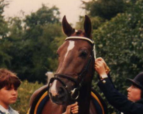 broodmare Roma (Westphalian, 1979, from Romadour II)