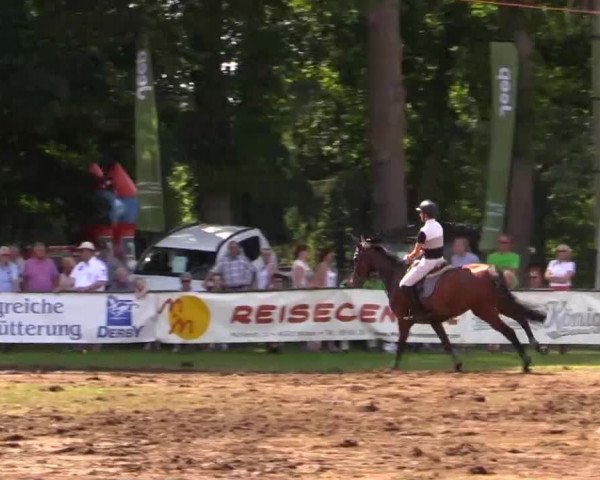 Pfingst - Dressur und Springturnier Borken 2014