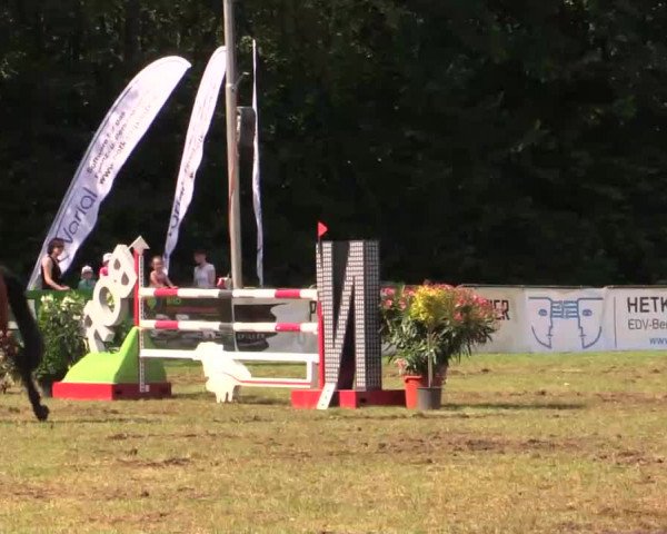 Pfingst - Dressur und Springturnier Borken 2014