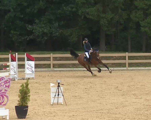 Reitturnier Tiefenhof/Opf. 2025