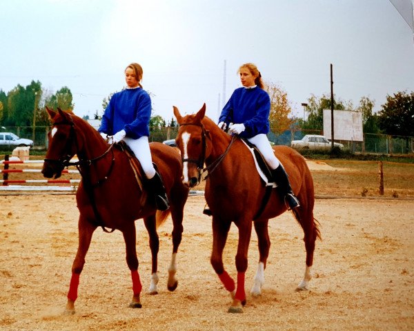 horse Marquis (Noble Warmblood, 1981, from Maat Mo 1252)