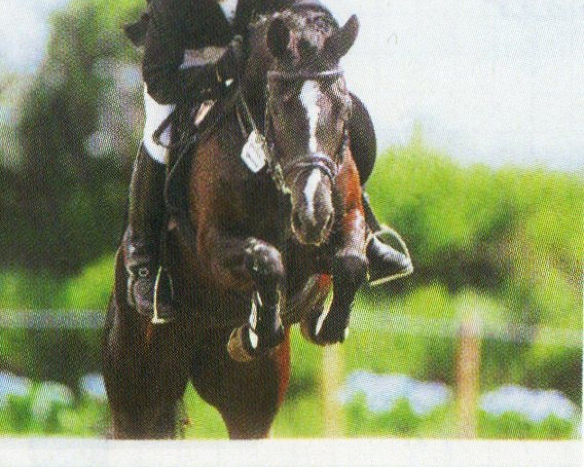 Pferd La Bouche 6 (New-Forest-Pony, 1997, von Mambo Moscan)