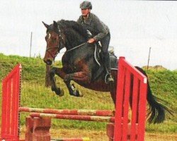 jumper Corabella Sb (German Sport Horse, 2017, from Cloud number nine)
