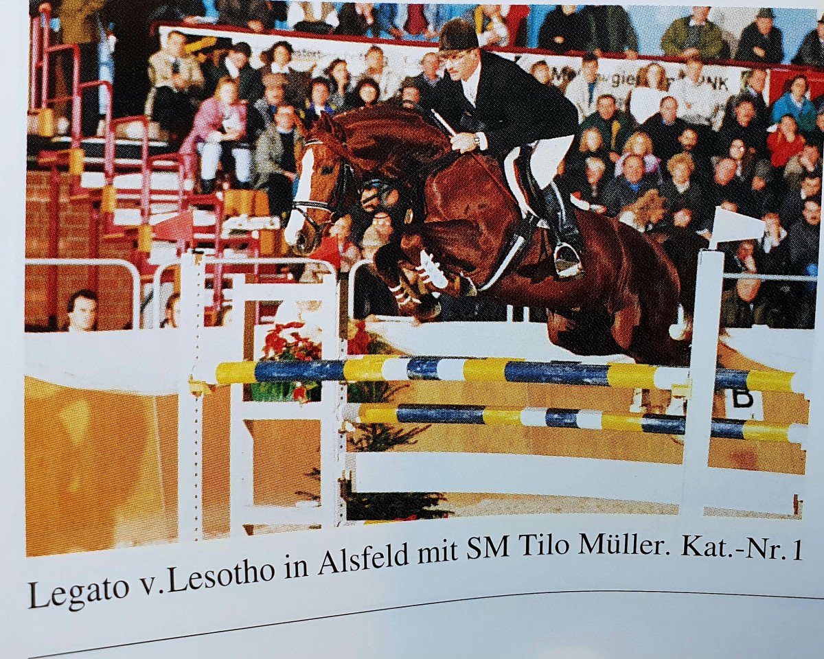 Deckhengst Legato (Deutsches Reitpferd, 1987, von Lesoto 1448)