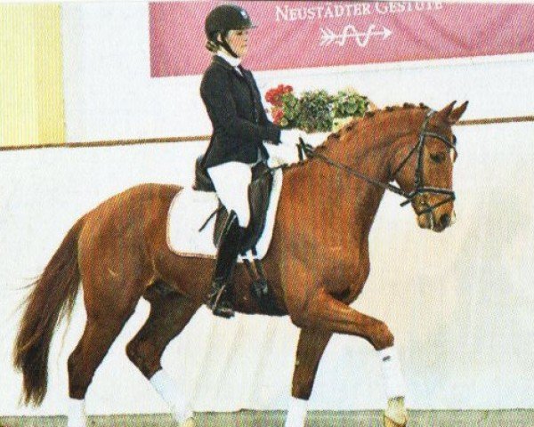 horse Hengst von Don Royal (German Sport Horse, 2018, from Don Royal)