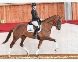 dressage horse Donatella 113 (Rhinelander, 2018, from Don Martillo)