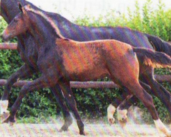 horse Hengst von Escaneno / Depardieu (Hanoverian, 2023, from Escaneno)