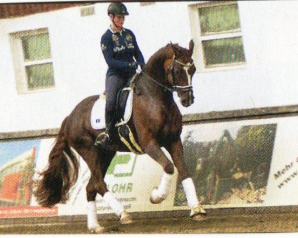 dressage horse Quito 52 (Hanoverian, 2013, from Quasar de Charry)