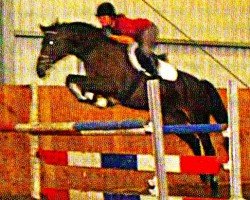 Zuchtstute Scarlet SC (Holsteiner, 2002, von Capo)