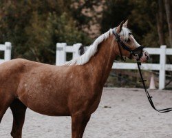 dressage horse Cadlanvalley Be My Sunshine (Welsh-Pony (Section B), 2015, from Cadlanvalley Landowner)