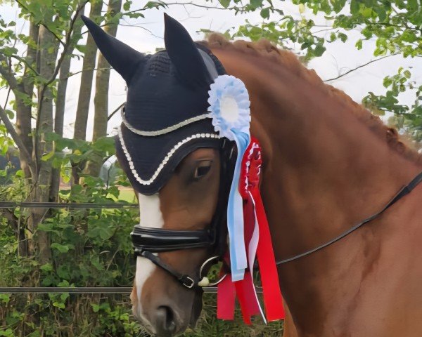 dressage horse Quaters Angel (unknown, 2017, from Quaterback's Quality)