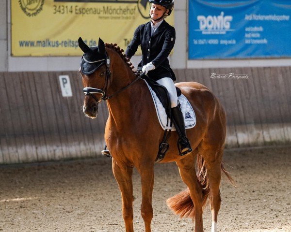 Cavallo da Dressage Der Glücksgriff (Hannover, 2019, di Da Costa)