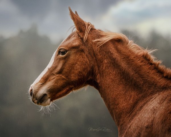 dressage horse Holly Fee 4 (German Riding Pony, 2020, from Herzkönig NRW)