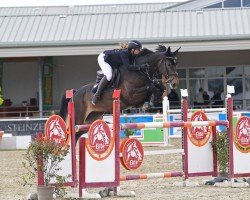 Springpferd Polaris 5 (Österreichisches Warmblut, 2015, von Canoso)