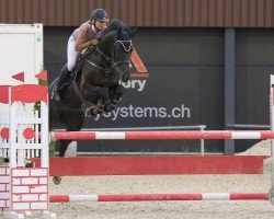 jumper Iglesia Ben CH (Swiss Warmblood, 2007, from Incello)