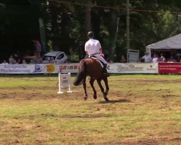 Pfingst - Dressur und Springturnier Borken 2014