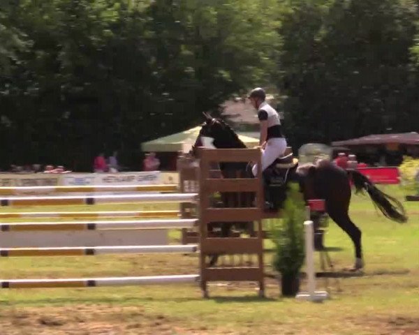 Pfingst - Dressur und Springturnier Borken 2014