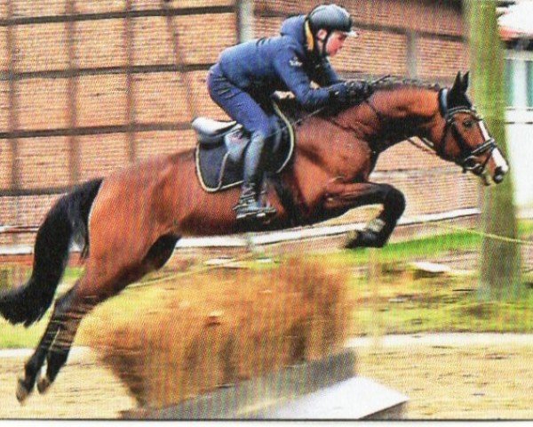 Eventing horse Sirius 270 (Mecklenburger, 2018, from Signum xx)