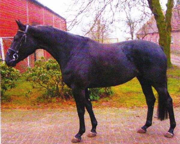 broodmare Remember Me II 2462 FIN (Oldenburg, 2001, from Relevant)