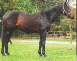 Dressurpferd Something Special 13 (Oldenburger, 2007, von Sorento OLD)