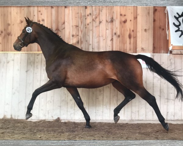 Zuchtstute Heraphina (Trakehner, 2008, von Linne)