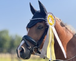 dressage horse Ernst 19 (Nederlands Welsh Ridepony, 2014)