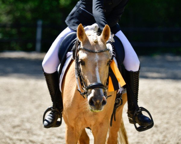 dressage horse Daily Sunshine 31 (German Riding Pony, 2018, from Dressed in Gold 3)