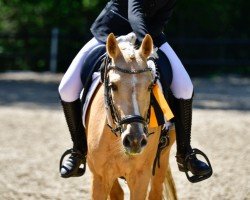 dressage horse Daily Sunshine 31 (German Riding Pony, 2018, from Dressed in Gold 3)