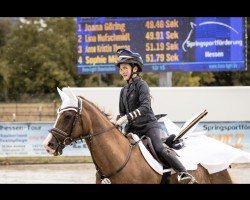 Dressurpferd Rinala (Deutsches Reitpony, 2005, von Stukhuster Ricardo Go For Gold)