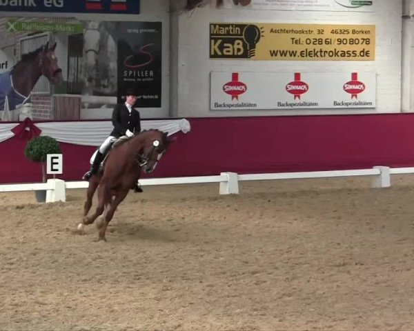 Pfingst - Dressur und Springturnier Borken 2014