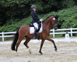 Dressurpferd Neues Glück (Deutsches Reitpony, 2019, von Fs Numero Uno)