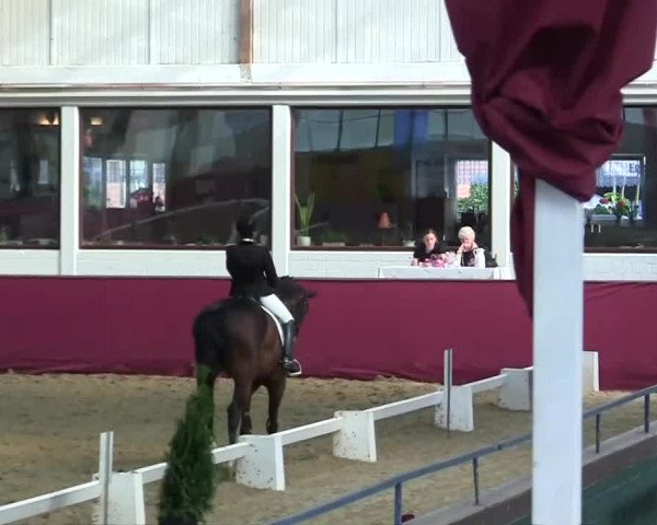 Pfingst - Dressur und Springturnier Borken 2014