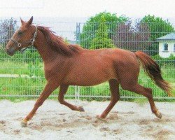 jumper Impala Luca (Zweibrücken, 2006, from Icon)
